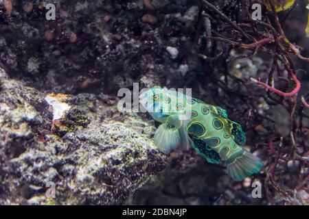 Paesaggio sottomarino che mostra un pittoresco pesce dragonetto in un ambiente naturale Foto Stock