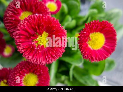 primo piano di alcuni fiori rossi a margherita Foto Stock