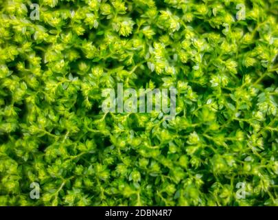 closeup di spiremosme di macro full frame Foto Stock