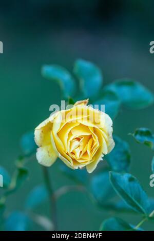 rosa gialla Foto Stock