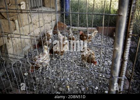 Polli che mangiano in una gabbia, dettaglio di uccelli domestici Foto Stock