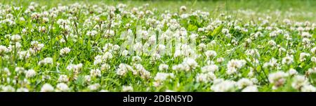 Trifolium pratense. Trifolium bianco fiore trifolium pratense repens. Prato con fiori di trifoglio bianchi e erba verde. Fresco estate o primavera sfondo in Foto Stock