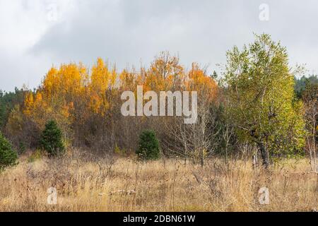 Il bordo della foresta d'autunno. Giallo sottile aspens e verde peloso abeti contro il cielo grigio. Il concetto di autunno d'oro. Triste paesaggio autunnale. N Foto Stock