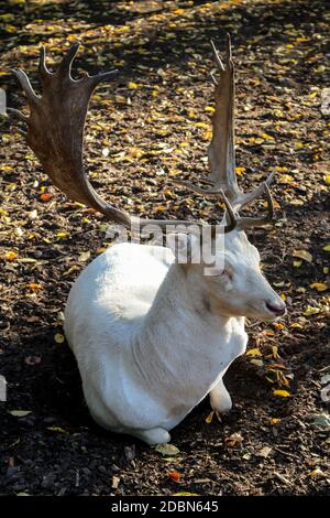 Ritratto di cervi e caprioli in autunno nella foresta Foto Stock