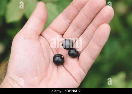 Mano di uomo che tiene tre bacche di ribes nero, Tikhvin, San Pietroburgo, Russia Foto Stock