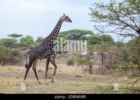 Giraffe camminare tra gli alberi, un safari in Kenya Foto Stock