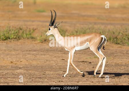 Un Grant Gazelle si trova nel mezzo del paesaggio erboso del Kenya Foto Stock