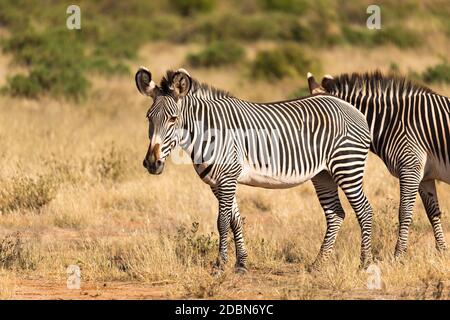 Una grande mandria con zebre che pascolano nella savana del Kenya Foto Stock