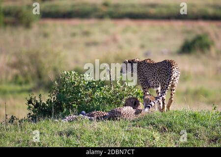 Un ghepardo cammina tra erba e cespugli nella savana del Kenya Foto Stock