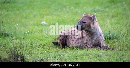 L'iena è sdraiata nell'erba della savana in Kenya Foto Stock