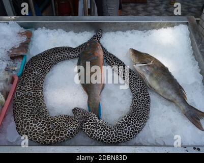 dh Rawai mercato del pesce PHUKET THAILANDIA Fischmongers frutti di mare prodotti stalli Pesci Nero macchiato anguilla di Moray Gymnotorax favagineus Foto Stock