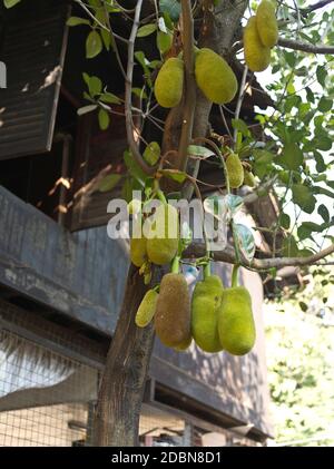 dh YANGON MYANMAR Jackfruit nel monastero buddista tropicale frutta Jack Albero artocarpus eterofilo Foto Stock