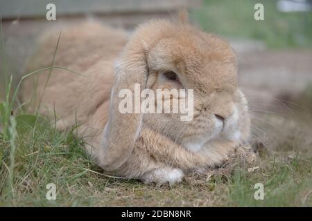 Il coniglio di lop nano sabbioso olandese si trova tra l'erba di macchia, guardando in modo schizzoso alla macchina fotografica. Coniglio molto soffice dell'animale domestico con le orecchie di lop. Ciuffi di pelliccia che mostrano. Foto Stock