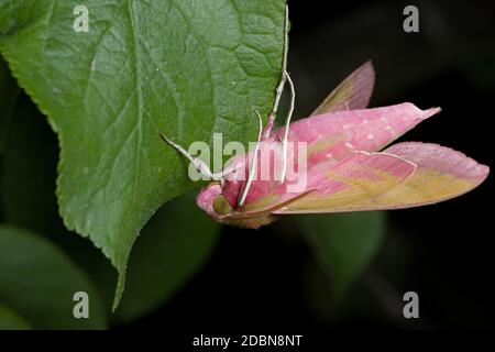 Primo piano sul lato inferiore mostra il corpo rosa brillante furry di un piccolo falco-falco elefante mentre pende da una foglia verde profonda. Dettagli oculari e antenne stand o Foto Stock