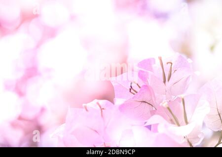 L'immagine di sfondo dei fiori rosa è presentata in uno stile astratto che è sfocato, utilizzato per il posizionamento dei caratteri. Foto Stock