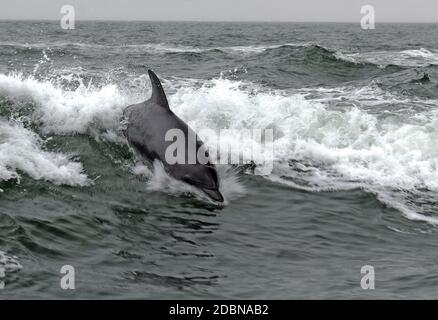 Delfino a Walvis Bay, Namibia Foto Stock