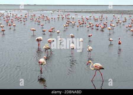 Fenicotteri rosa a Walvis Bay, Namibia Foto Stock