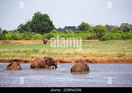 Gli elefanti si bagnano nel buco d'acqua nella savana Foto Stock