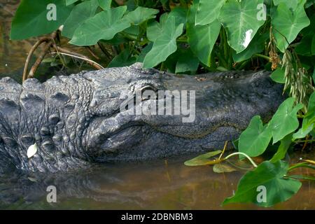 Grande alligatore americano minaccioso. Alligatore primo piano ritratto. Alligatore americano - alligatore missisippiensis. Coccodrilli animali pericolosi. Foto Stock