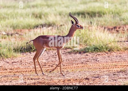 Un Grant Gazelle si trova nel mezzo del paesaggio erboso del Kenya Foto Stock