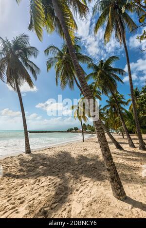 Paradise beach e Palm tree, Le Gosier in Guadalupa isola dei Caraibi Foto Stock