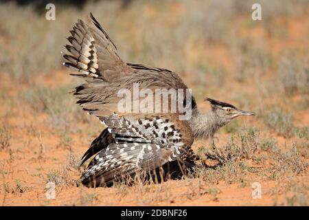 Kori maschio bustard (Ardeotis kori) Visualizzazione, deserto Kalahari, Sud Africa Foto Stock
