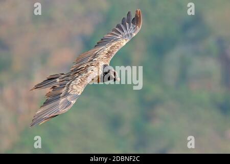 In via di estinzione di un gipeto (Gypaetus barbatus) in volo, Sud Africa Foto Stock