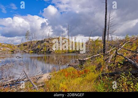 Erba che cresce in dopo un fuoco di foresta nel confine Acque nel Minnesota Foto Stock