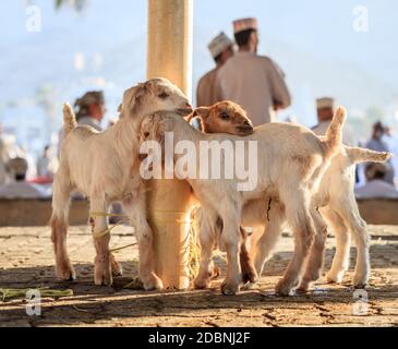 Giovani capre in mostra al mercato della capra a a Nizwa, Oman Foto Stock