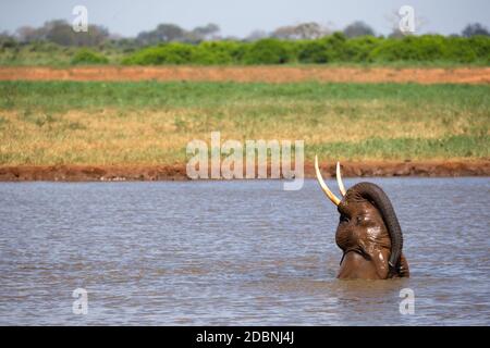 Gli elefanti si bagnano nel buco d'acqua nella savana Foto Stock