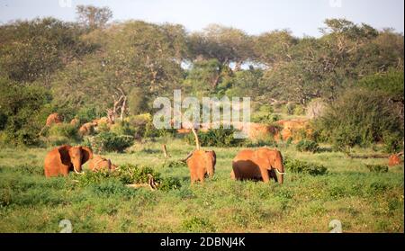 La grande famiglia di elefanti rossi sulla loro strada attraverso la savana keniana Foto Stock