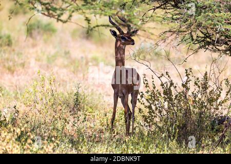 Il gerenuk tra le piante nella savana Foto Stock