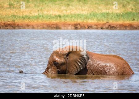 Gli elefanti si bagnano nel buco d'acqua nella savana Foto Stock