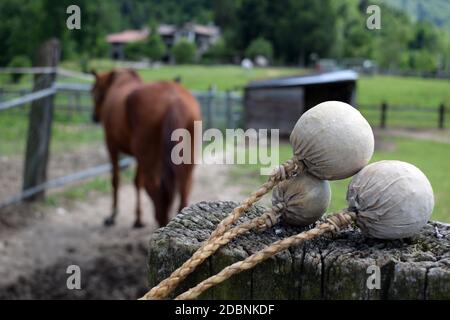 Bolas con cavallo sullo sfondo della fattoria Foto Stock