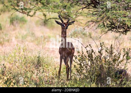 Il gerenuk tra le piante nella savana Foto Stock