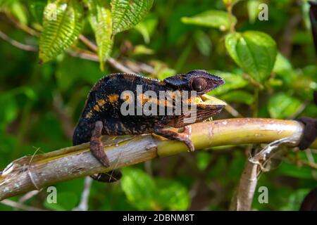 Un camaleonte si muove lungo un ramo in una foresta pluviale in Madagascar Foto Stock