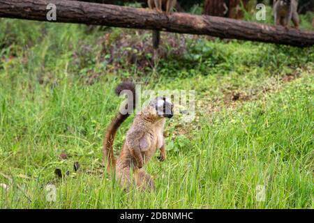 Alcuni lemuri bruni giocano nel prato e un tronco di albero e stanno aspettando i visitatori Foto Stock