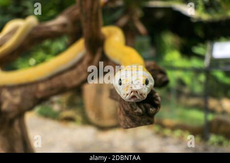 Strangler serpente individuale adulto su ramo asciutto. Primo piano di un boa serpente giallo avvolto intorno ad un ramo di albero e guardando arround. Curioso albino di pitone Foto Stock