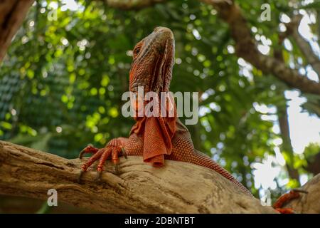 Vista sul fondo dell'Iguana Rossa. Primo piano del capo del rettile. Primo piano di una giovane lucertola camuffata in natura. Questo tipo di iguana è rosso scuro a o. Foto Stock