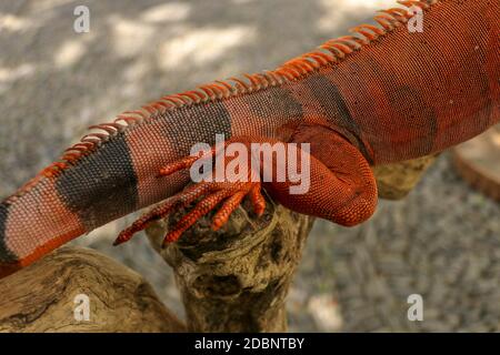 Primo piano della gamba posteriore della bella iguana rossa sul ramo. Primo piano degli animali di colore arancione Iguana si siede sull'albero. Una sottospecie del Morfo Rosso. Anima timida Foto Stock