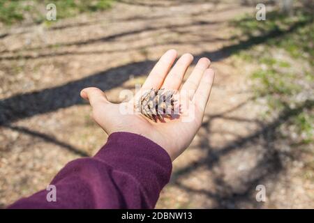 Pigna in man mano nella foresta in una giornata di sole Foto Stock