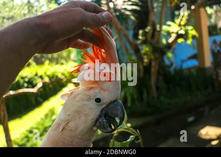 Mano dell'uomo che tocca il bellissimo esemplare di cuoccatoo. Carino Cacatua moluccensis in piedi su un ramo di un legno e le sue piume. Salmone-Crested C Foto Stock