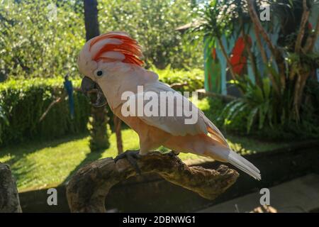 Bel Cockatoo al salmone seduto sul ramo asciutto allo zoo del parco degli uccelli di Bali. Cockatoo Moluccan, Cacatua moluccensis, Adulto gridare. Uno dei più Foto Stock