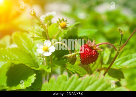 Bacche rosse di fragole su ramoscelli in una limpida giornata di sole Foto Stock