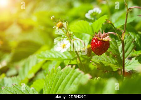 Bacche rosse di fragole su ramoscelli in una limpida giornata di sole Foto Stock