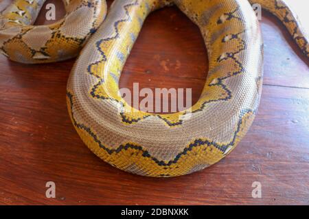 Albino ha reticolare il pitone. Python serpente giallo giace sul tavolo di legno. Primo piano di Big Python regius o Royal Python è un grande serpente non velenoso Foto Stock