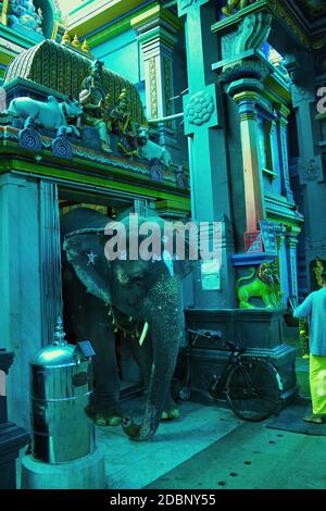 Pondicherry, India del sud - 30 ottobre 2018: Un elefante che esce da un tempio indù di Arulmigu Manakula Vinayagar nel territorio dell'Unione di Puducherr Foto Stock