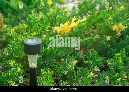 Torcia elettrica solare per giardino nella boccola di ginepro Foto Stock