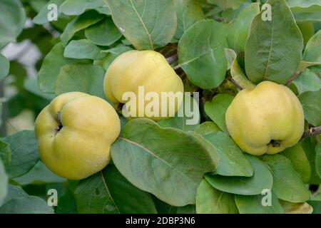 Apfel-Quitte (Cydonia oblonga 'Konstantinopeler') Foto Stock