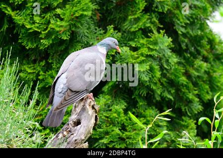 Piccione di legno comune. Columba, alla ricerca di cibo in un giardino Foto Stock